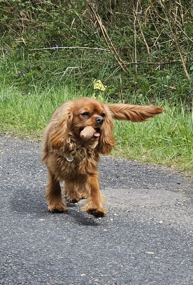 Automne, le Cavalier King Charles