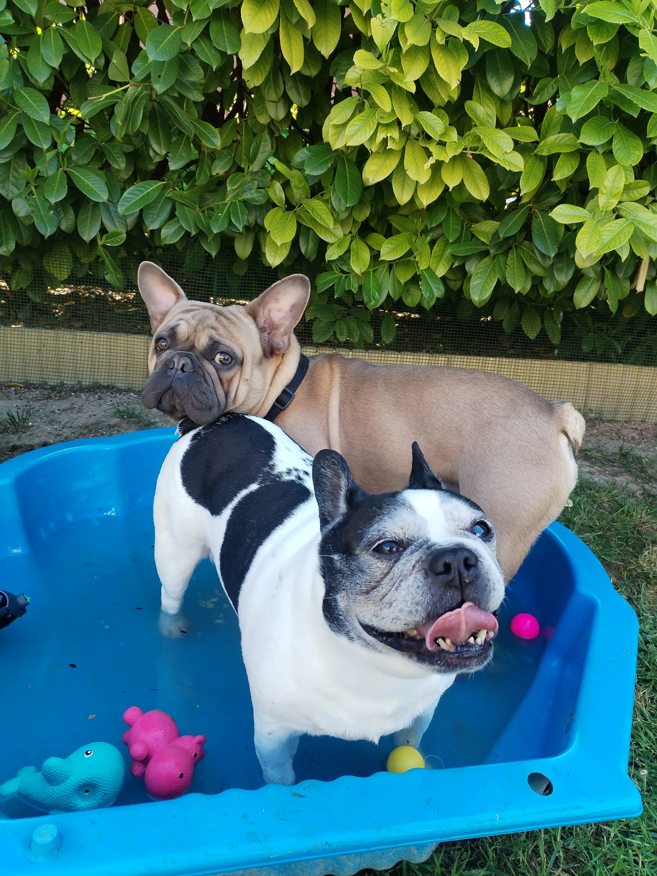 Deux bouledogues français se rafraîchissent l’été